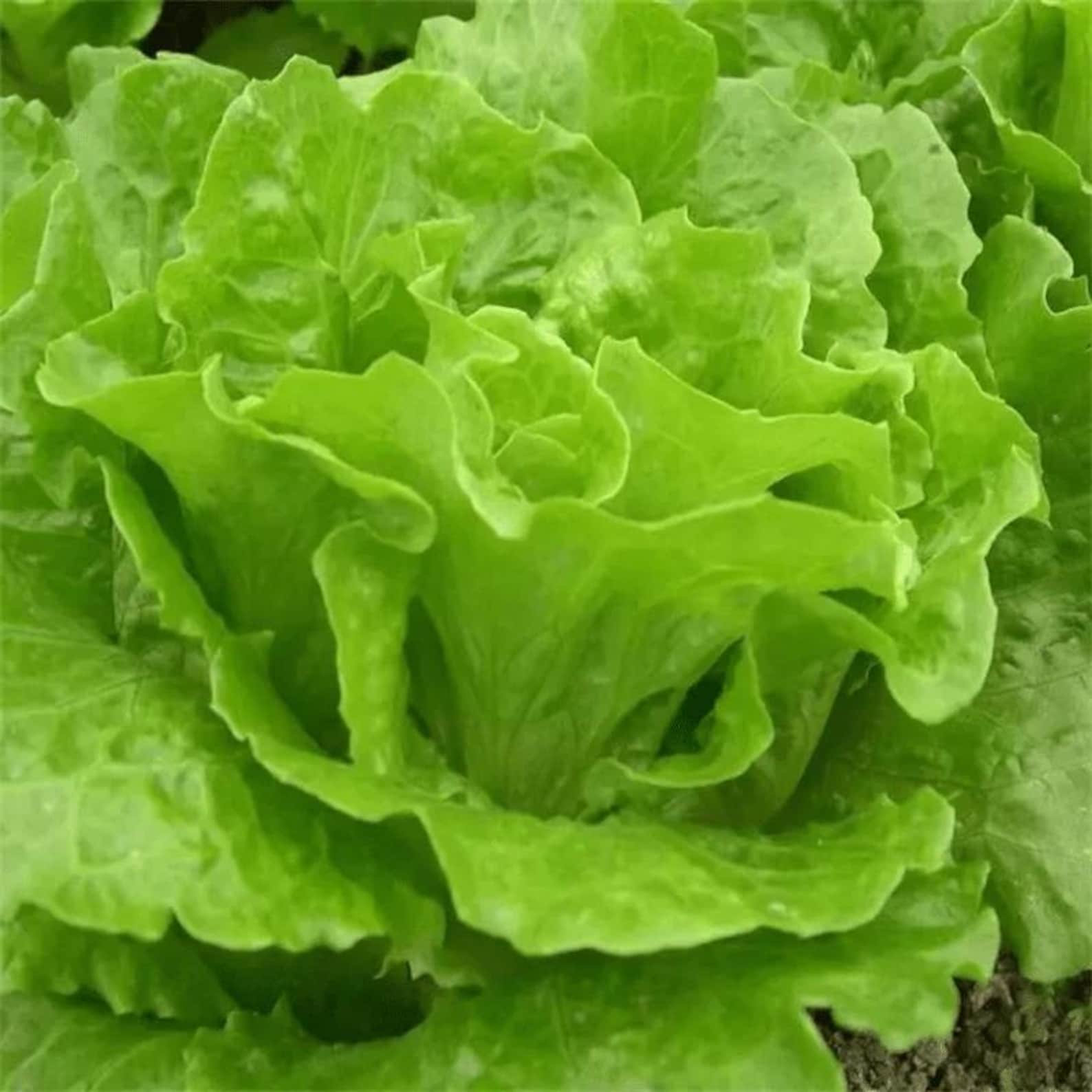 410 Sweet Crisp Salad Lettuce Seeds High Yield Four Season Growing Vegetables Fast Growing Easy to Grow for Container Planting Home Garden