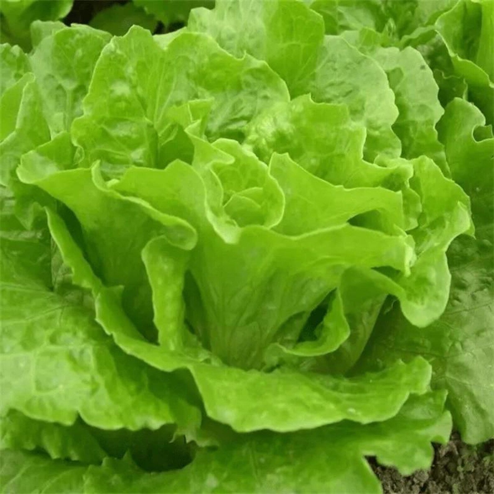 410 Sweet Crisp Salad Lettuce Seeds High Yield Four Season Growing Vegetables Fast Growing Easy to Grow for Container Planting Home Garden
