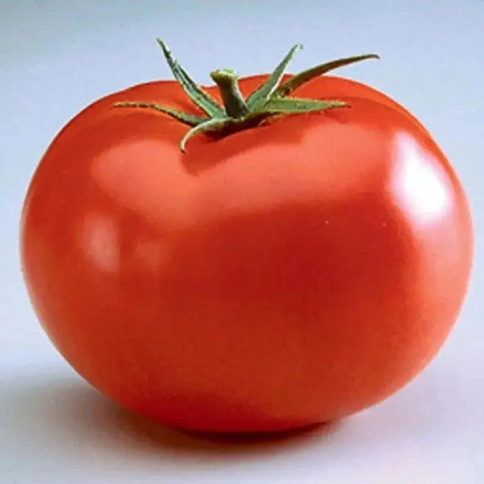 108 Rare Heirloom Large Boy Tomato Seeds Easy to Grow Fast Growing High Yield Fresh Eating Vegetable for Home Garden Container Planting