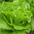 459 Count Heirloom Organic Sweet Crisp Italian Salad Lettuce Seeds High Yield Four Season Planting Easy to Grow Fresh Eating for Home Gardens