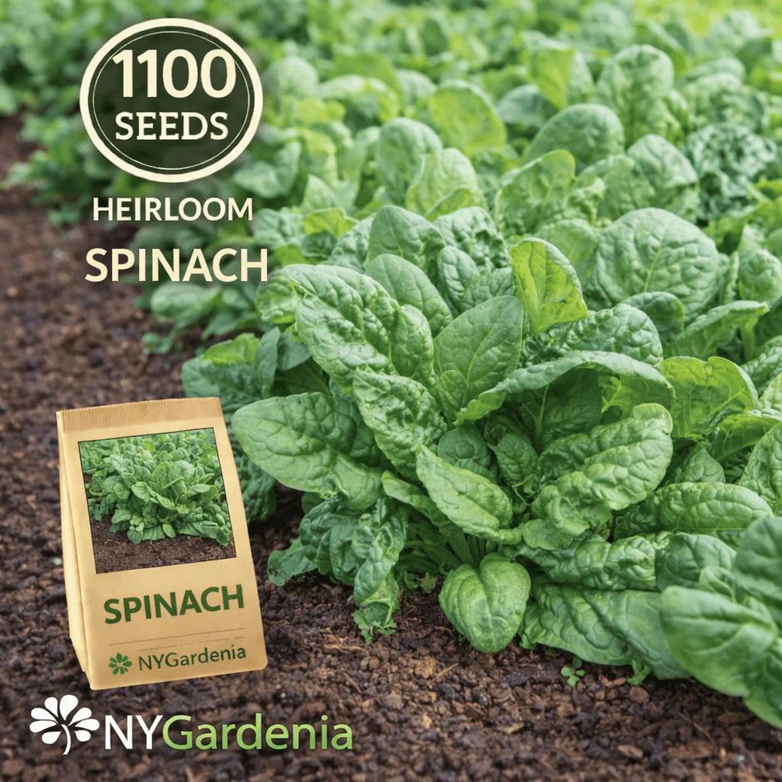 1100 Count Heirloom Spinach Seeds for Planting High Yield Fast Growing Cool Weather Vegetable Seeds for Container Home Gardens Outdoor Indoor Planting