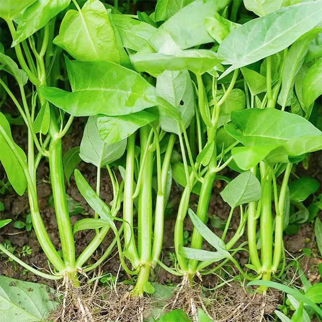 Organic Premium Heirloom Kong Xin Cai Vegetable Seeds Fast Growing High Yield Year Round Planting Ideal for Outdoor Indoor Home Gardens Planting