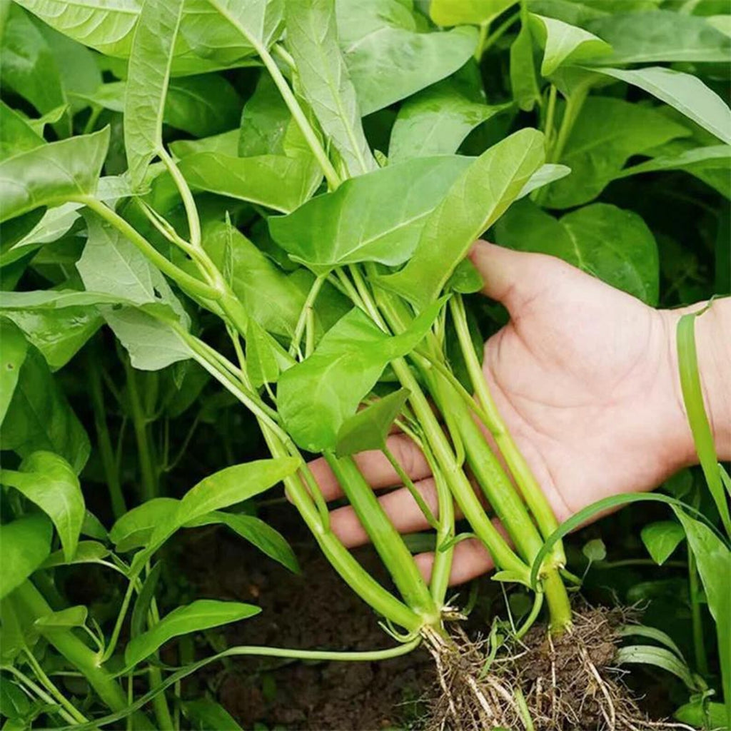 Organic Premium Heirloom Kong Xin Cai Vegetable Seeds Fast Growing High Yield Year Round Planting Ideal for Outdoor Indoor Home Gardens Planting