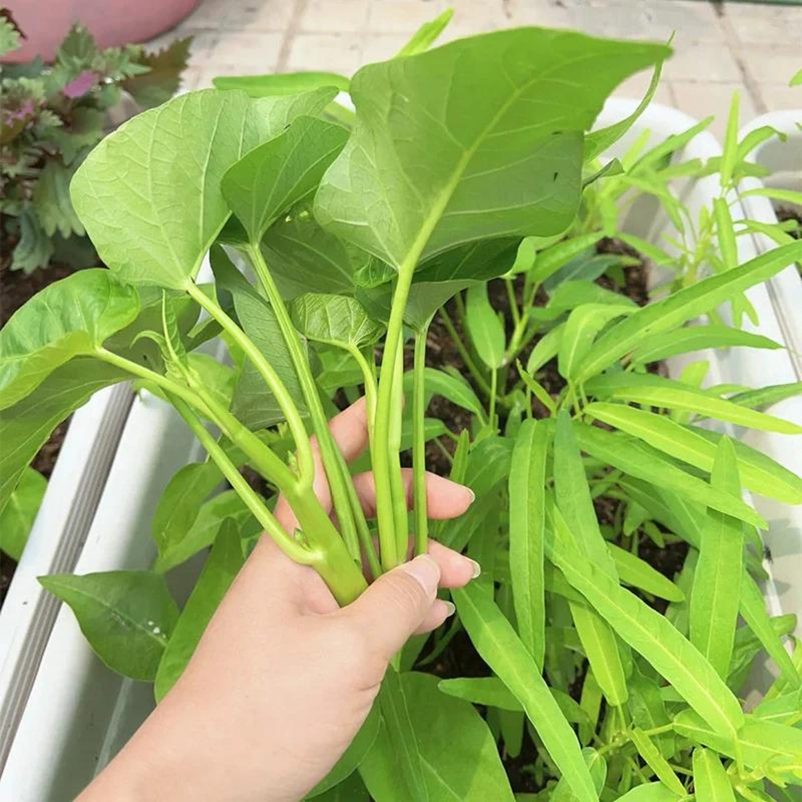 Organic Premium Heirloom Kong Xin Cai Vegetable Seeds Fast Growing High Yield Year Round Planting Ideal for Outdoor Indoor Home Gardens Planting