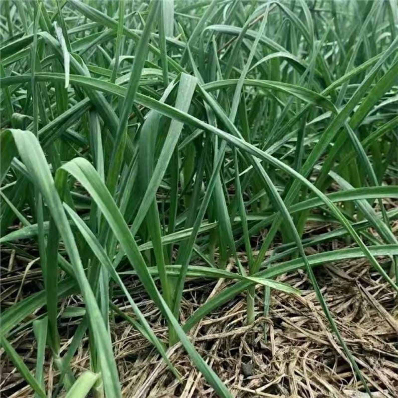 Premium 310 Count High Germination Rate Vegetable Seeds Fast Growing High Yield Easy to Grow for Year Round Planting Container Fields Balcony Home Gardening
