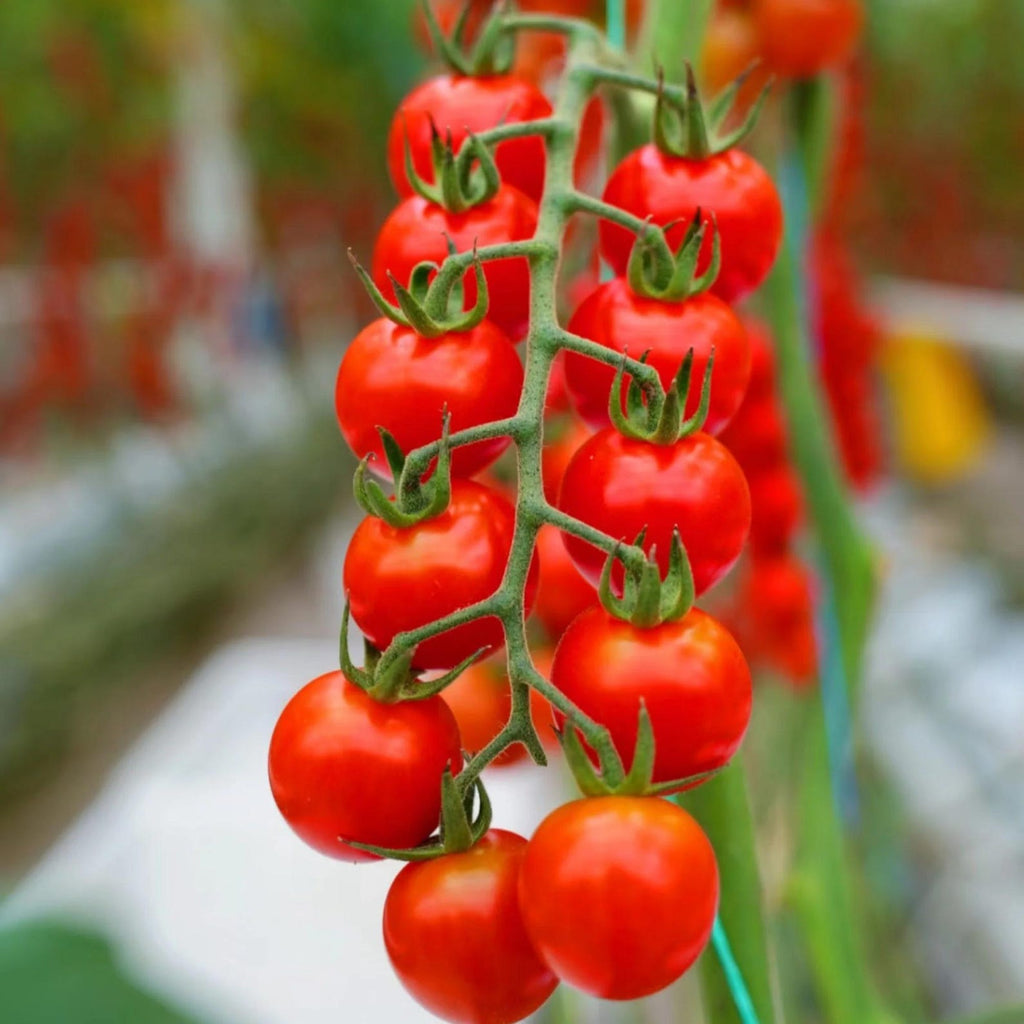200 Heirloom Rare Organic Heavy Yield Sweet Cluster Tomato Seeds Red Vine Variety for Garden Balcony Container Planting Fresh Eating