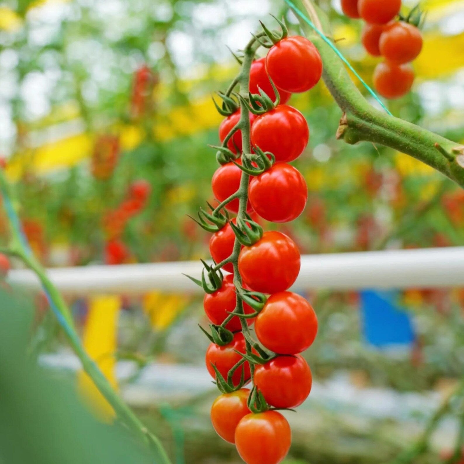 200 Heirloom Rare Organic Heavy Yield Sweet Cluster Tomato Seeds Red Vine Variety for Garden Balcony Container Planting Fresh Eating