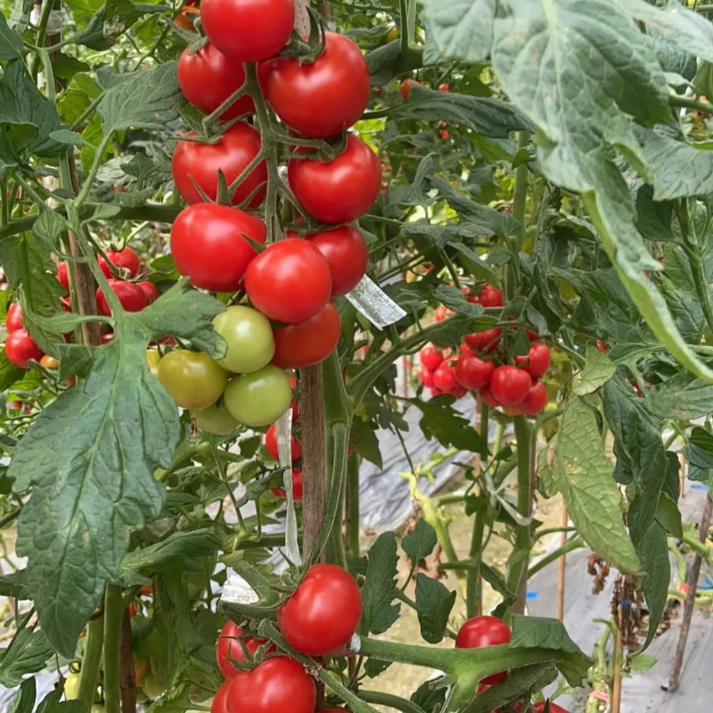 200 Heirloom Rare Organic Heavy Yield Sweet Cluster Tomato Seeds Red Vine Variety for Garden Balcony Container Planting Fresh Eating