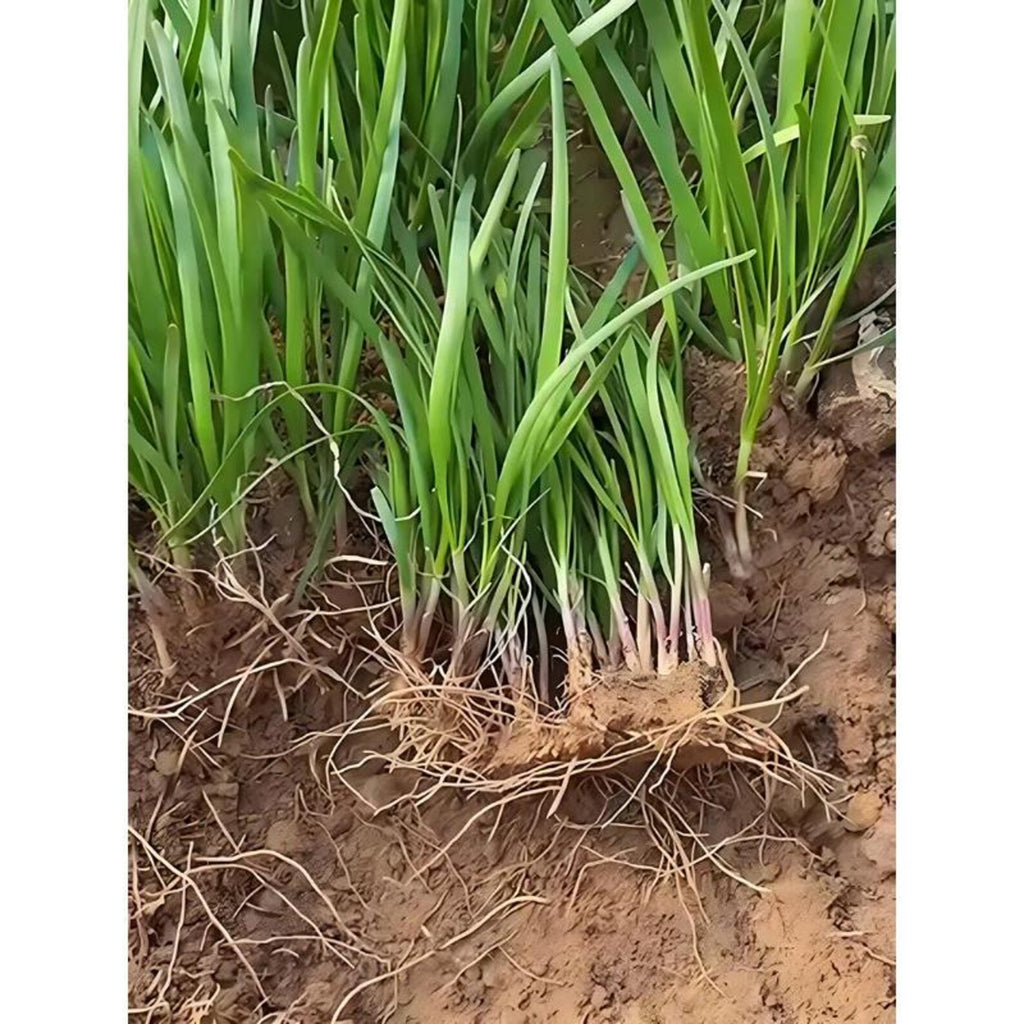 143 Pieces Non-GMO Rare Organic Wide Leaved Chive Seeds Easy to Grow Harvest for Home Garden Container Planting Fresh Edible Herb Seeds