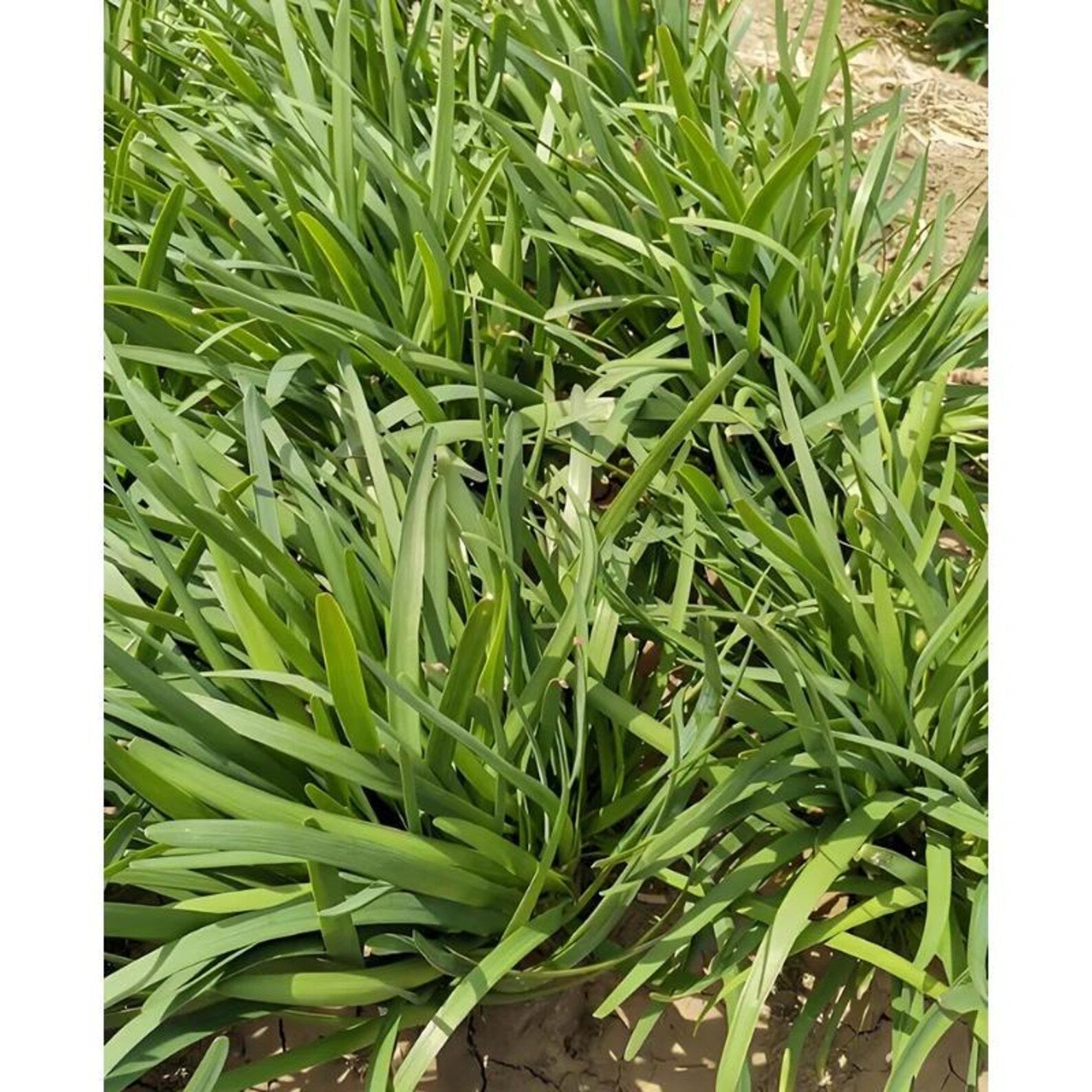 143 Pieces Non-GMO Rare Organic Wide Leaved Chive Seeds Easy to Grow Harvest for Home Garden Container Planting Fresh Edible Herb Seeds