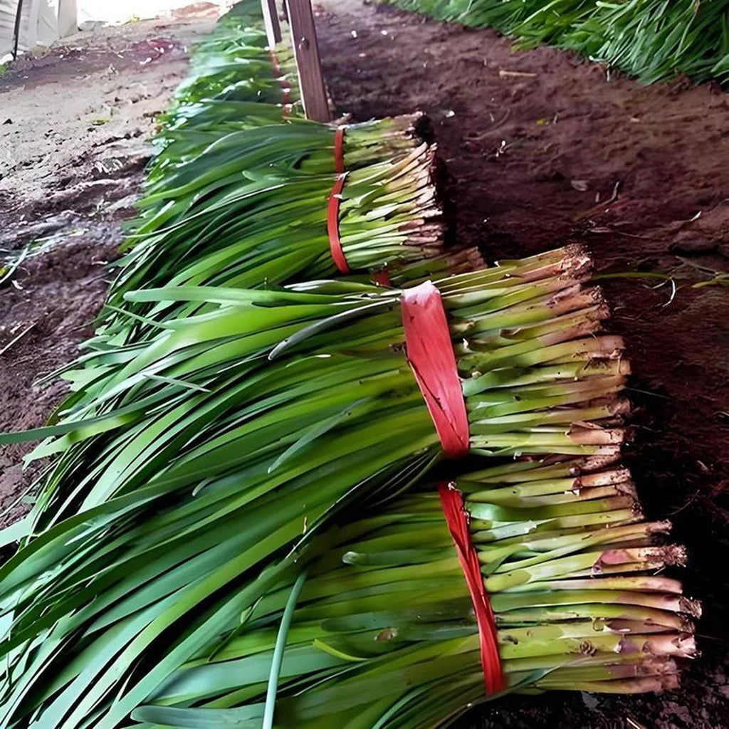 143 Pieces Non-GMO Rare Organic Wide Leaved Chive Seeds Easy to Grow Harvest for Home Garden Container Planting Fresh Edible Herb Seeds