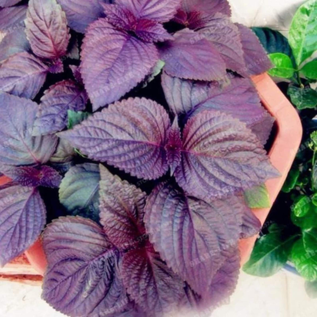 144 Pieces Organic Open-Pollinated High Yield Perilla Seeds Fresh Eating Vegetable Seeds for Four Season Indoor Outdoor Home Garden Planting