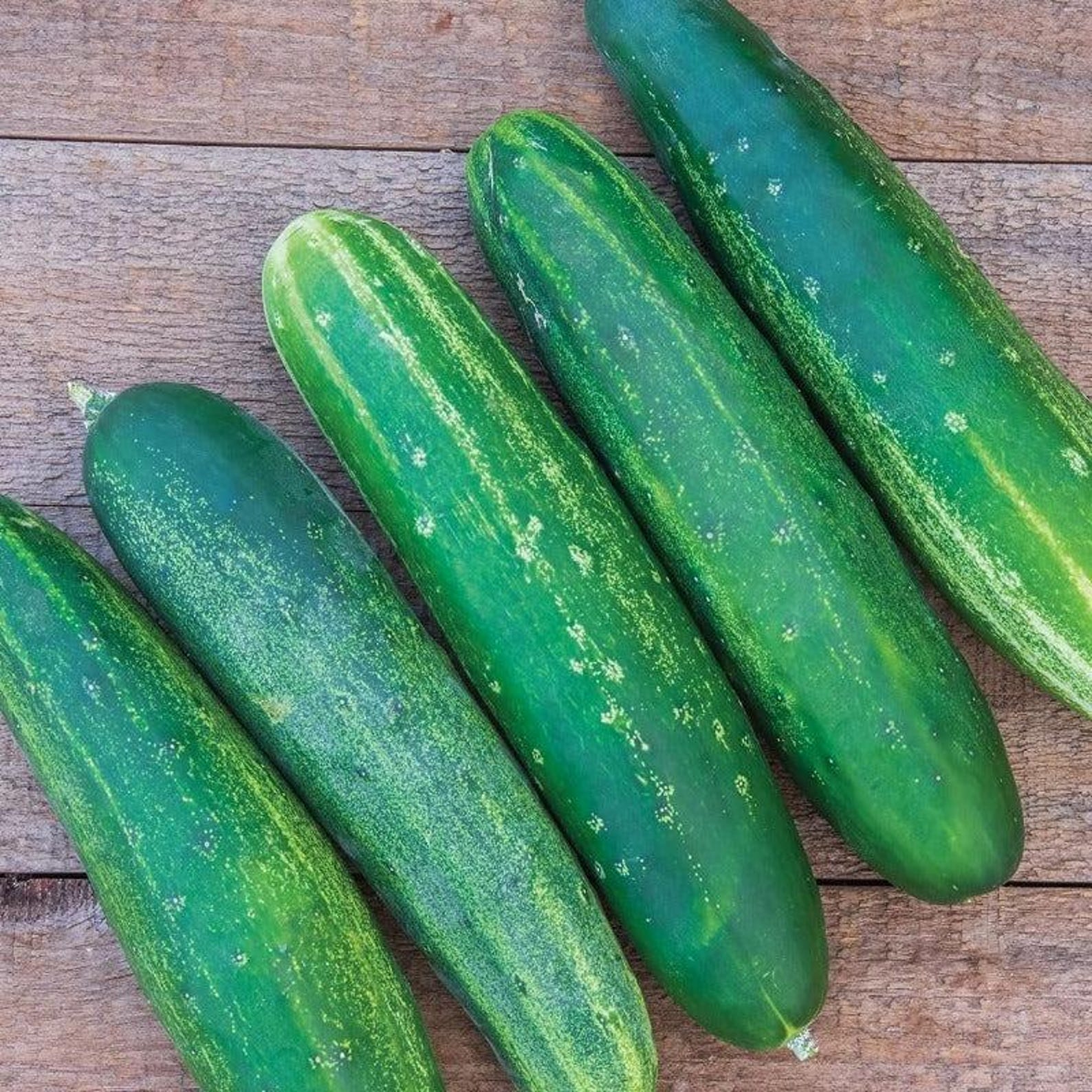 171 Pieces Burpee Straight Eight Thin-skinned Cucumber Seeds Non-GMO Open-Pollinated High Yield Fresh Eating for Outdoor Garden Container Planting