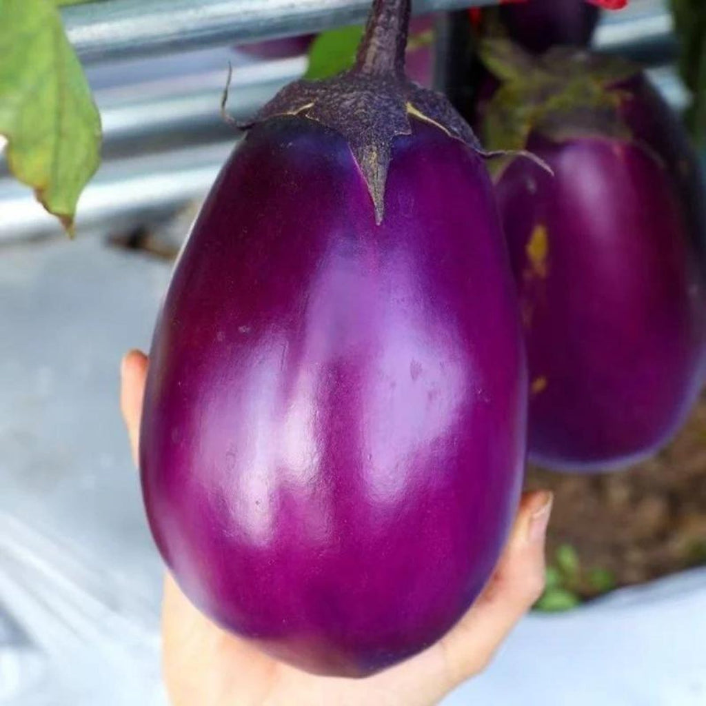 149 Seeds per Pack Purple Eggplant Seeds Non-GMO Heirloom Easy to Grow for Home Garden Outdoor Container Planting Fresh Eating