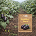 350 Classic Purple Eggplant Seeds Non-GMO Heirloom Easy to Grow for Home Garden Outdoor Container Planting Fresh Harvest