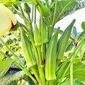 139Pcs Organic Open-Pollinated Clemson Thornless Okra Seeds Easy to Grow Fresh Eating Vegetable Seeds for Container Home Garden Planting