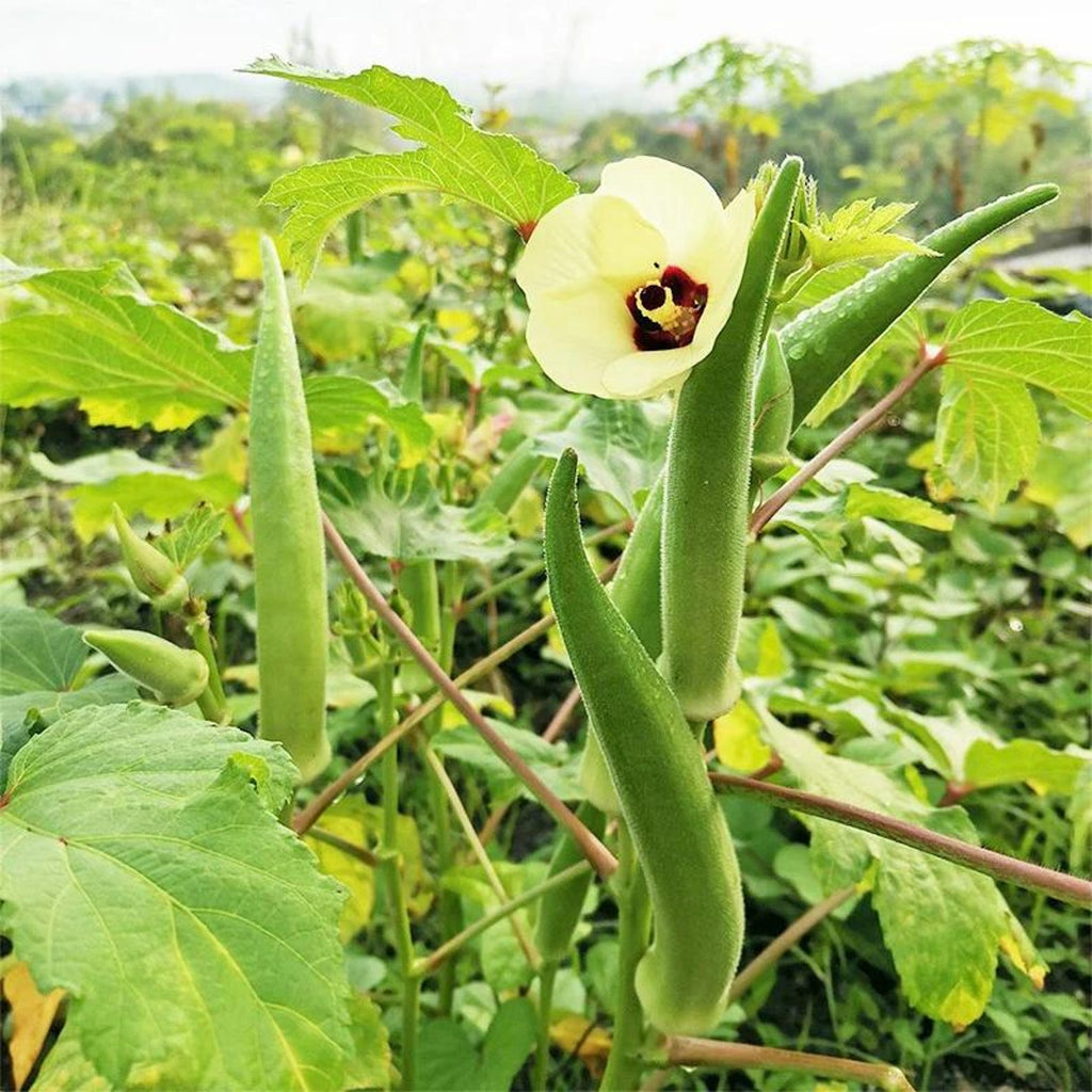 139Pcs Organic Open-Pollinated Clemson Thornless Okra Seeds Easy to Grow Fresh Eating Vegetable Seeds for Container Home Garden Planting