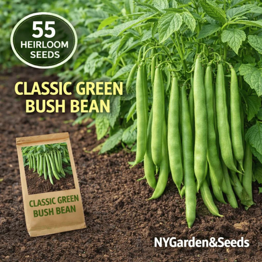 55 Count Organic Heirloom Classic Green Bush Bean Seeds Open-Pollinated Compact Bush Plants Tender Green Pods Fresh Eating for Home Garden Planting