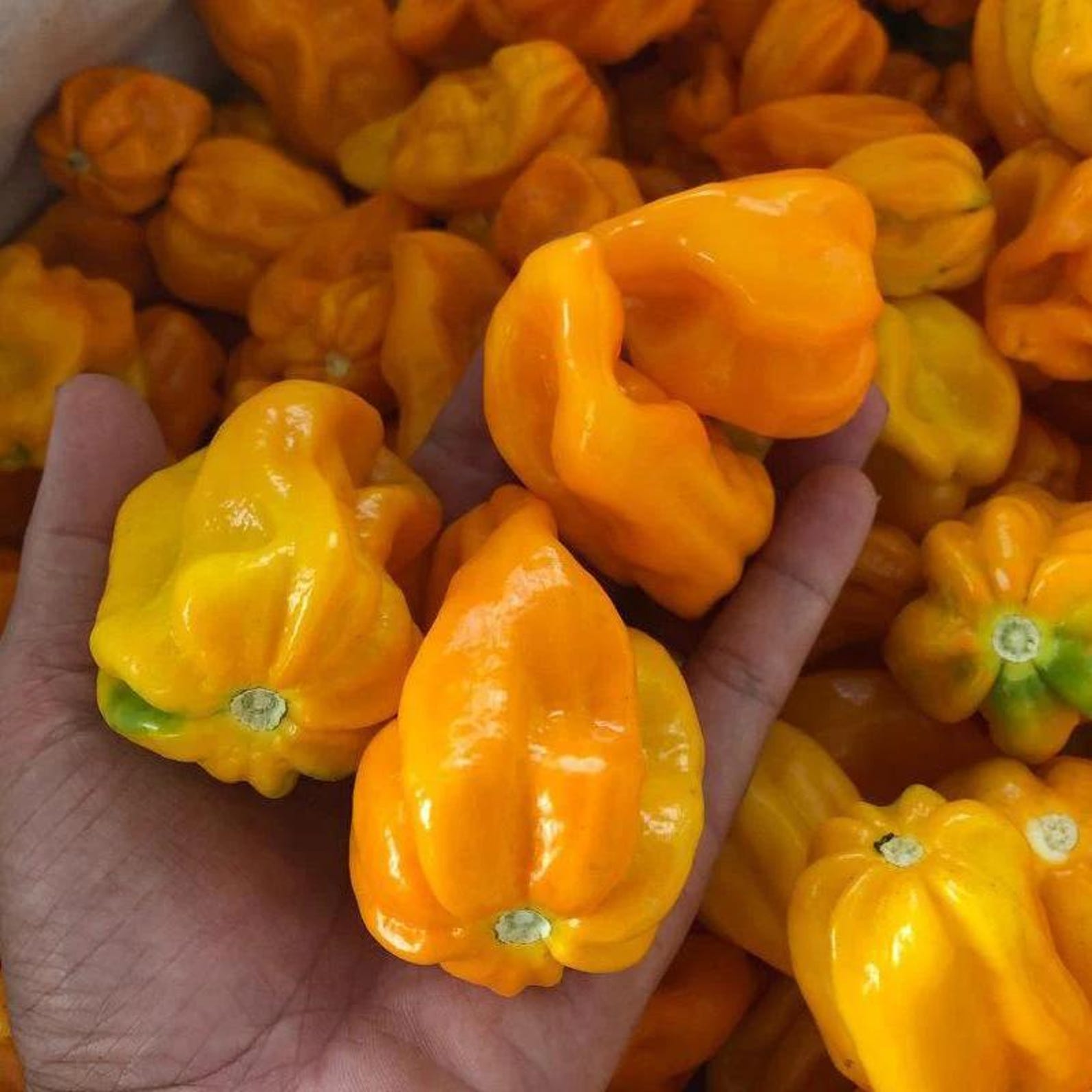 265 Count Super Spicy Devil Pepper Seeds Vegetable Spice Chili Pepper Seeds High Yield Easy to Grow for Potted Plants Home Garden Outdoor Indoor