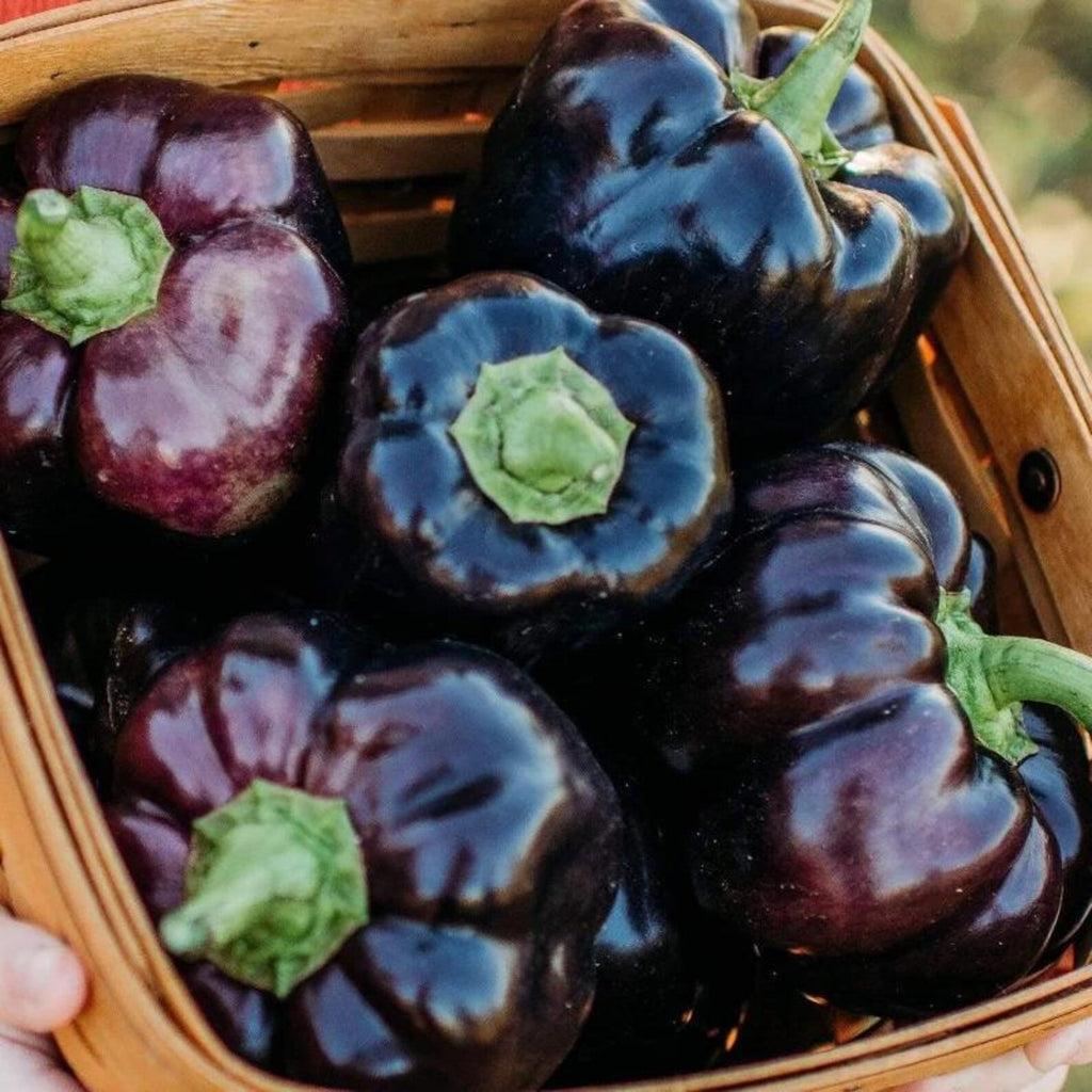 139PCS Organic Non-GMO Heirloom Sweet Pepper Seeds Fast Growing Easy to Grow Vegetable Seeds for Outdoor Indoor Home Garden Planting