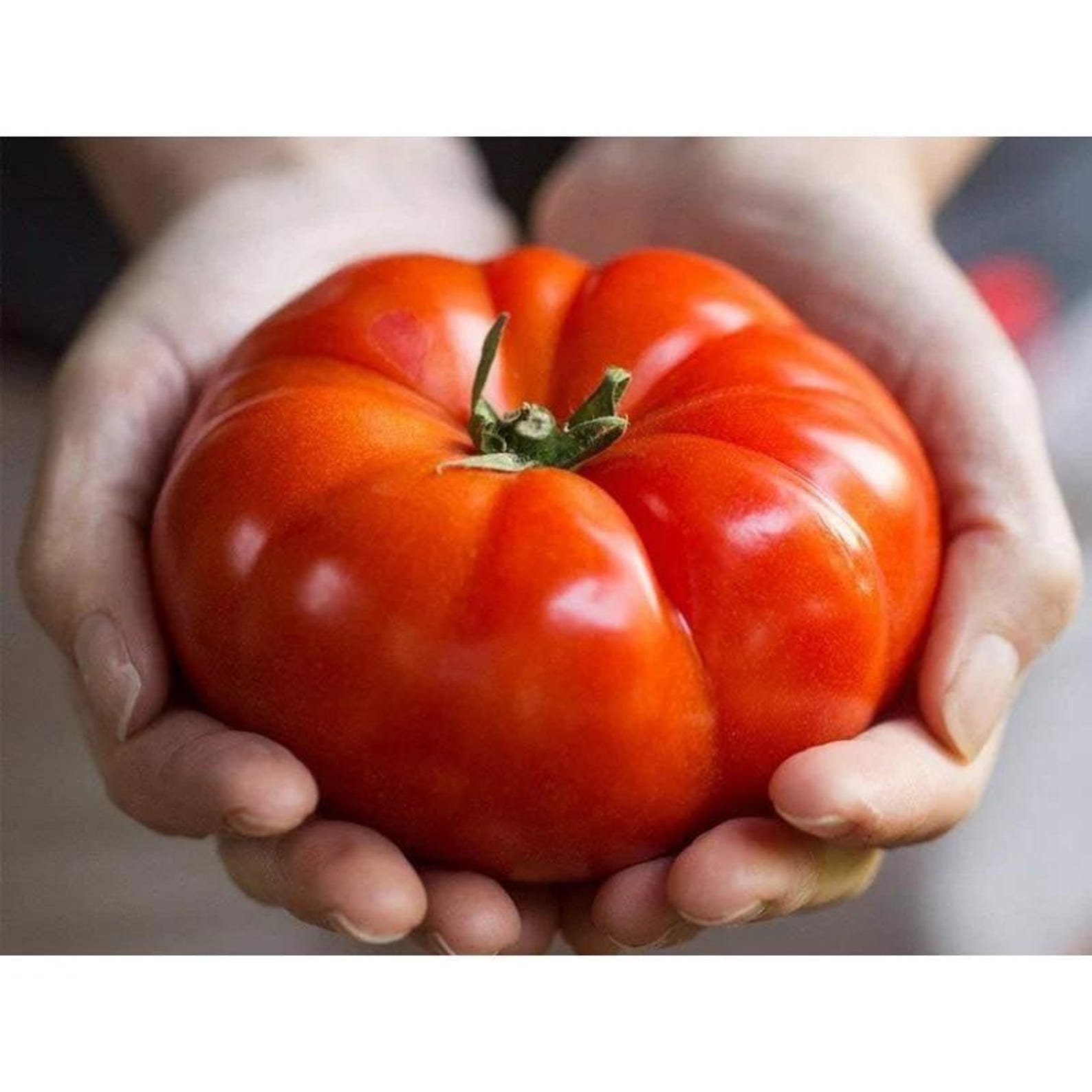 185PCS High Yield Heirloom Non-GMO Vegetable Seeds Fast Growing Easy to Grow Home Garden Seeds for Planting Outdoor Indoor Gardening Growing