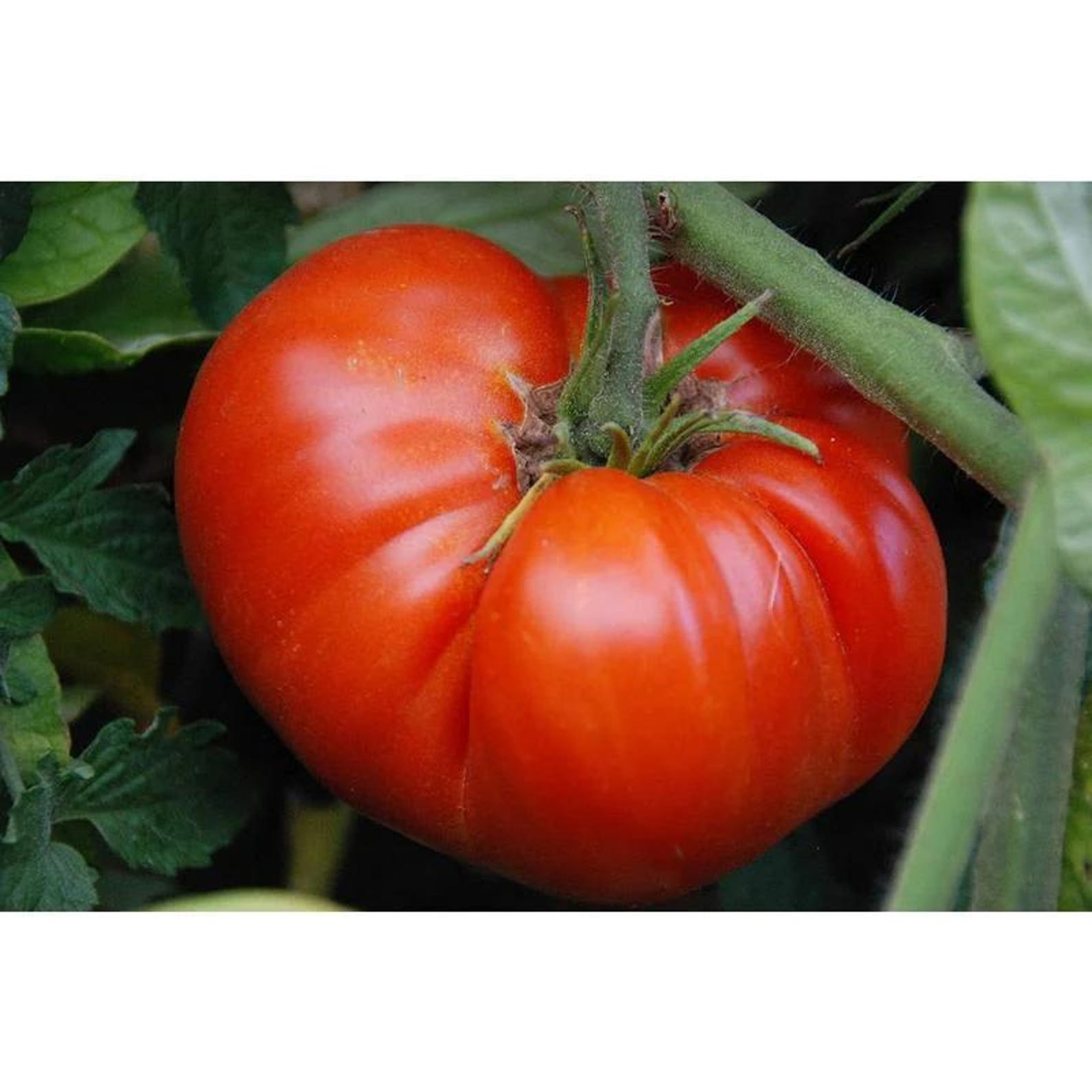 185PCS High Yield Heirloom Non-GMO Vegetable Seeds Fast Growing Easy to Grow Home Garden Seeds for Planting Outdoor Indoor Gardening Growing