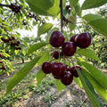 50 Count Non GMO Heirloom Cherry Seeds Fresh Eating Easy to Grow Garden Fruit Vegetable Seeds for Yard Landscape Outdoor Planting Growing