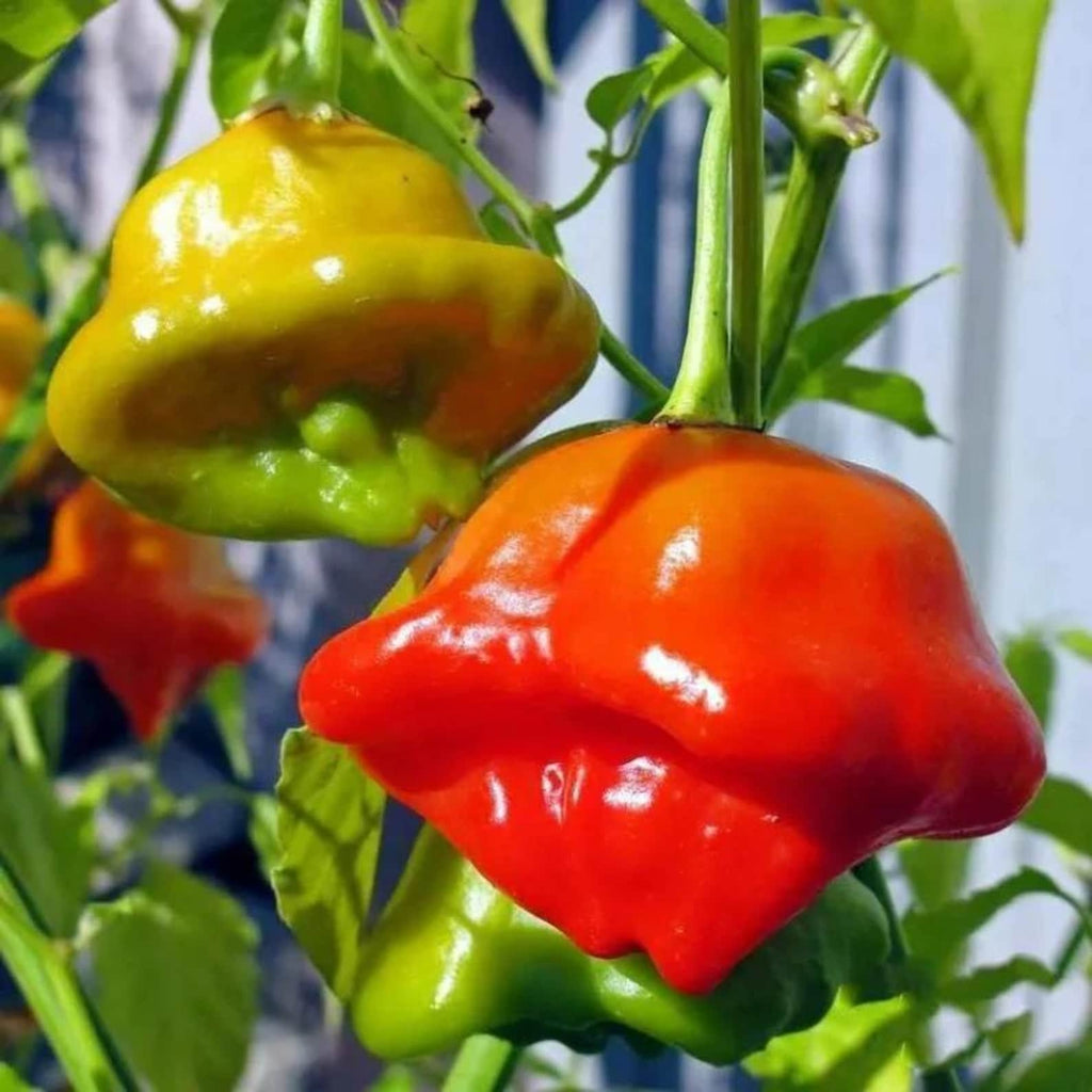 200PCS Fast Growing Non-GMO Heirloom Rare Super Spicy Devil Pepper Seeds High Yield Easy to Grow for Container Home Garden Indoor Outdoor Planting