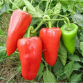 171 Count Heirloom Non-GMO Sweet Pepper Seeds Fast Growing Garden Vegetable Seeds for Red Green Chili Potted Plants Home Garden Indoor Outdoor