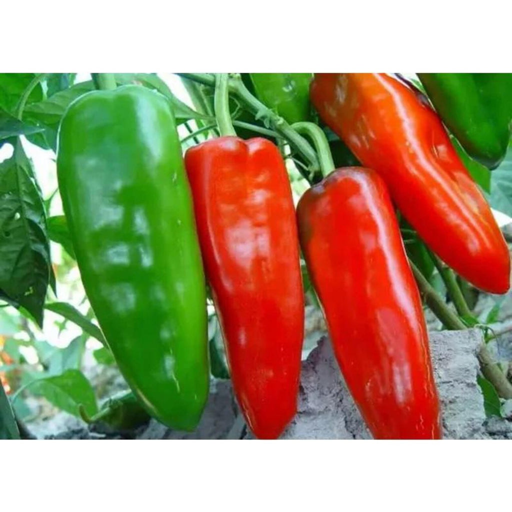 171 Count Heirloom Non-GMO Sweet Pepper Seeds Fast Growing Garden Vegetable Seeds for Red Green Chili Potted Plants Home Garden Indoor Outdoor