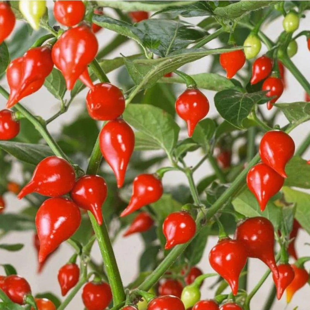 223PCS Non-GMO Heirloom Open-Pollinated Pepper Seeds Fast Growing Fresh Eating for Family Balcony Potted Vegetable Plants Indoor Outdoor Home Gardens