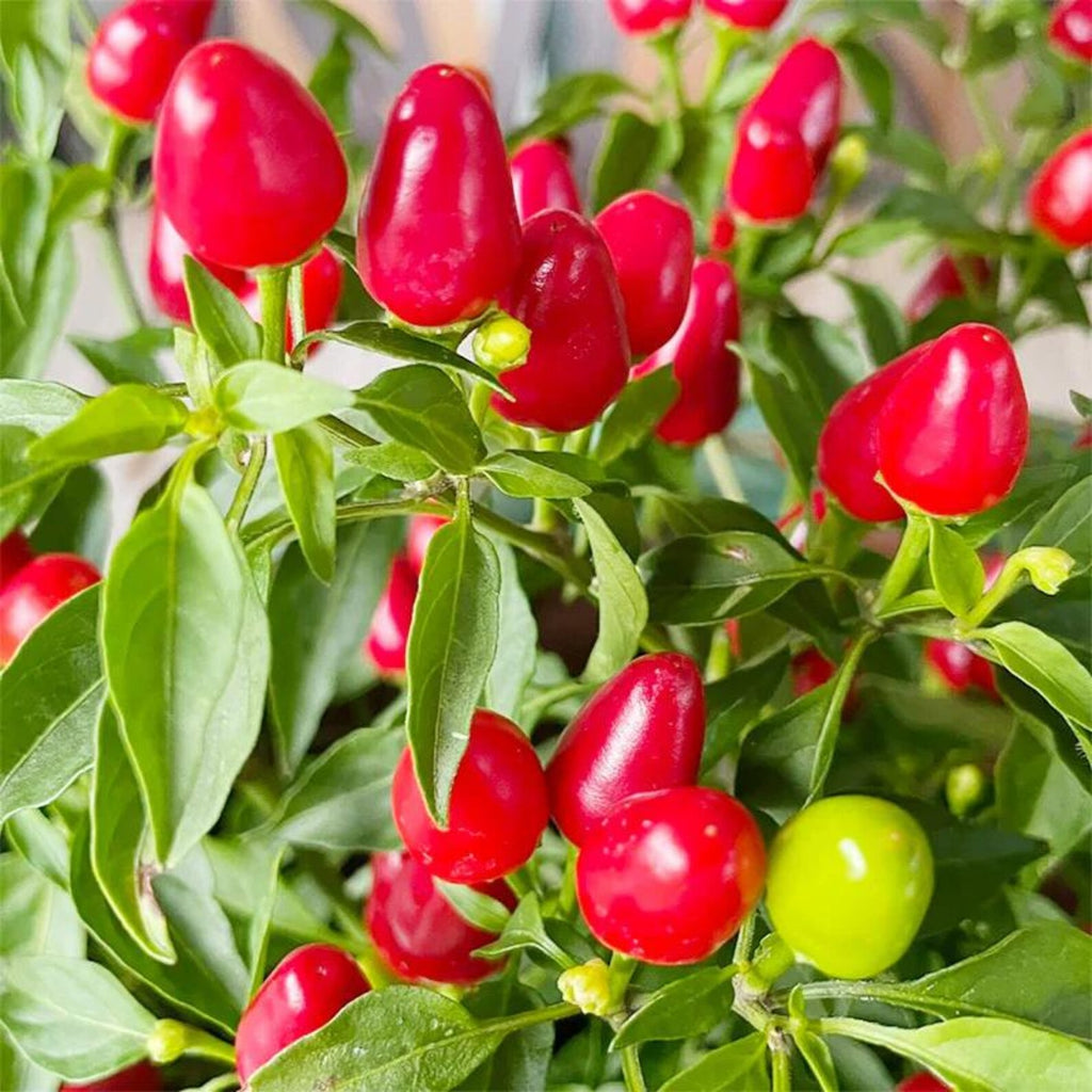 223PCS Non-GMO Heirloom Open-Pollinated Pepper Seeds Fast Growing Fresh Eating for Family Balcony Potted Vegetable Plants Indoor Outdoor Home Gardens