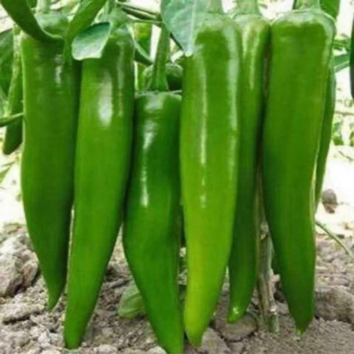 112PCS Bright Ornamental Edible Rare Organic Heirloom Pepper Seeds Fast Growing Vibrant Rainbow Colors Easy to Grow Indoor Outdoor Home Gardens Planting
