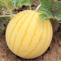 205 Count Premium Golden Unicorn Watermelon Seeds Citrullus lanatus Yellow Skin Red Flesh Early Maturing Sweet Thin Skinned for Home Garden