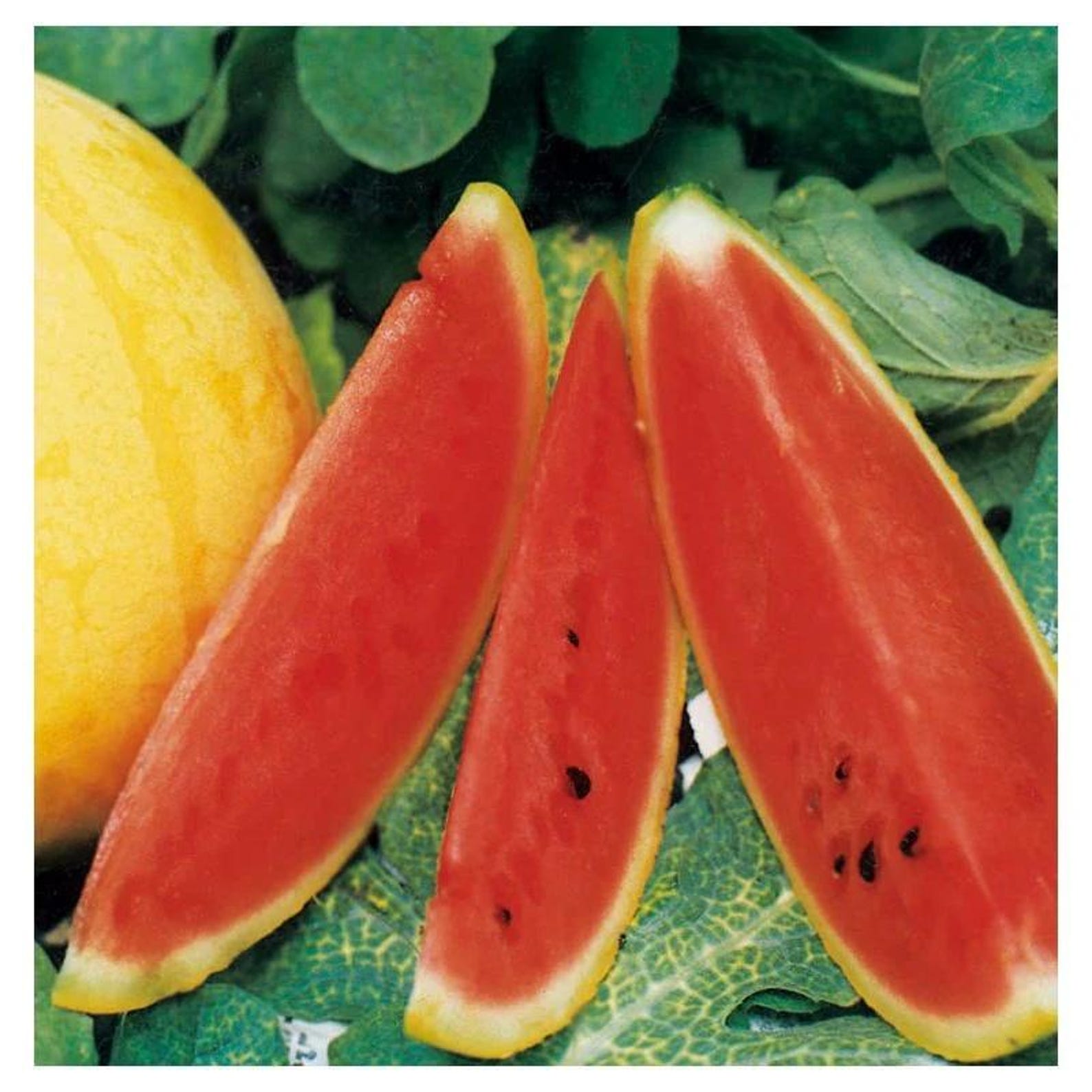 205 Count Premium Golden Unicorn Watermelon Seeds Citrullus lanatus Yellow Skin Red Flesh Early Maturing Sweet Thin Skinned for Home Garden