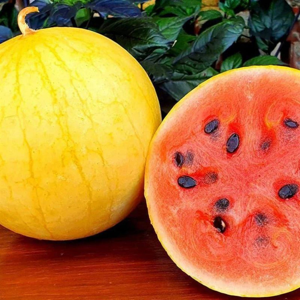 205 Count Premium Golden Unicorn Watermelon Seeds Citrullus lanatus Yellow Skin Red Flesh Early Maturing Sweet Thin Skinned for Home Garden