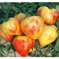 200 Pieces Premium Orange Oxheart Tomato Seeds Heirloom Non-GMO Rare Vegetable Seeds Non-GMO High Yield for Home Garden Container Planting Fresh Eating