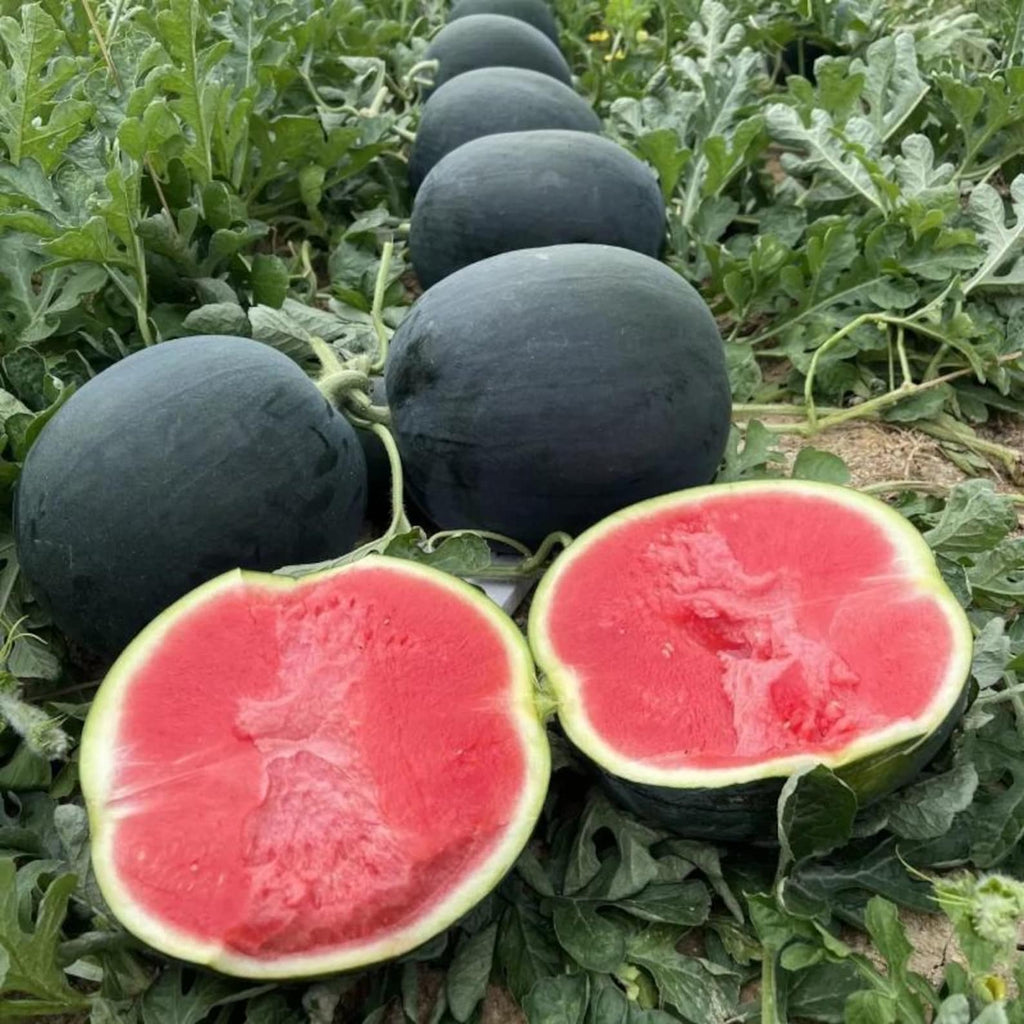 32 Pieces Heirloom Super Sweet Seedless Watermelon Seeds High Yield Fast Growing Non-GMO Easy to Grow Fruit Seeds for Indoor Outdoor Balcony Home Garden