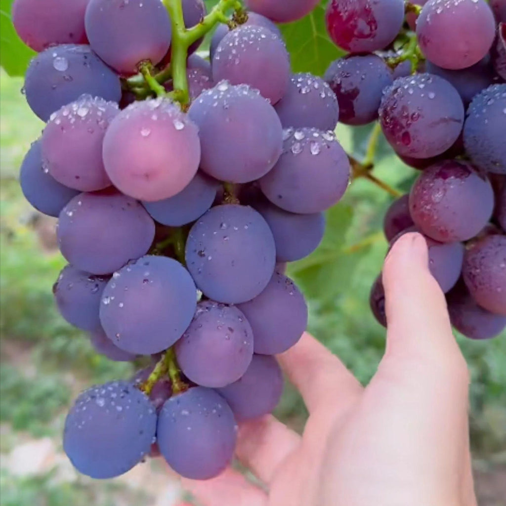 50 Pieces Purple Grape Seeds Sweet Juicy Fruit Vines Rare Non-GMO Fruit Seeds Easy to Grow for Home Gardens Trellises Container Outdoor Planting