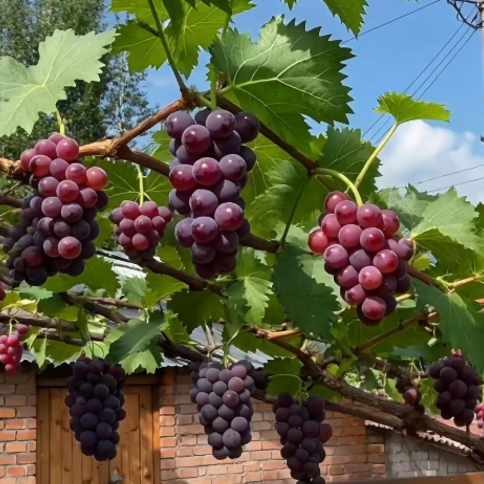 50 Pieces Purple Grape Seeds Sweet Juicy Fruit Vines Rare Non-GMO Fruit Seeds Easy to Grow for Home Gardens Trellises Container Outdoor Planting