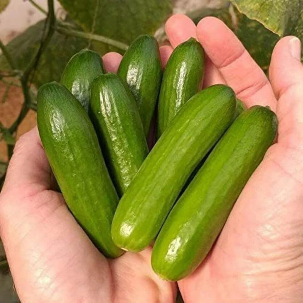 266 Count Heirloom Mini Me Cucumber Seeds Fast Growing Fresh Eating Vegetable Seeds for Home Garden Outdoor Planting