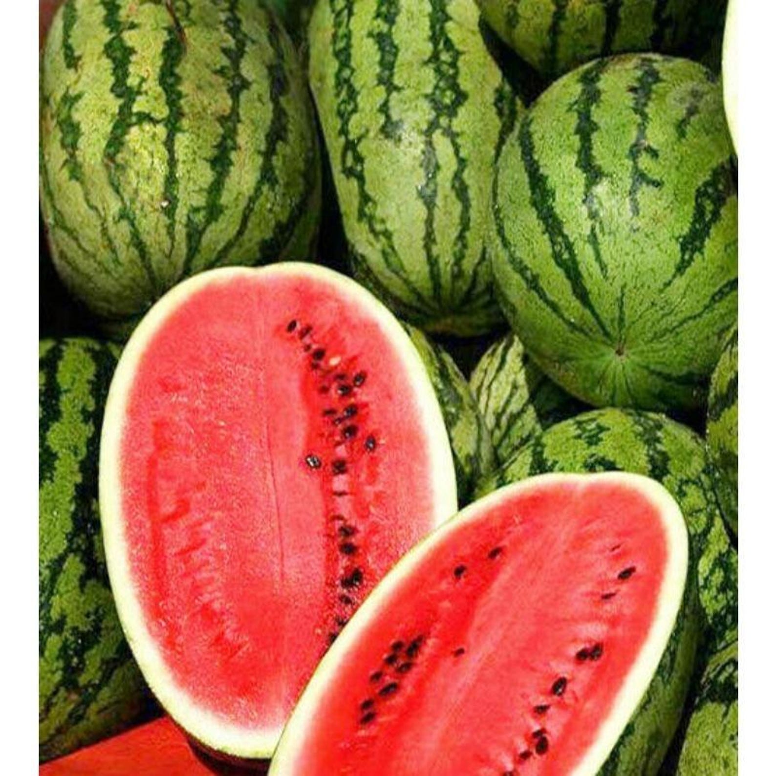 165 Pieces Jubilee Melon Seeds with Extra Free 500 Seeds Non-GMO Fast Growing Open-Pollinated Rare Fruit Seeds for Home Garden Outdoor Planting Fresh Eating