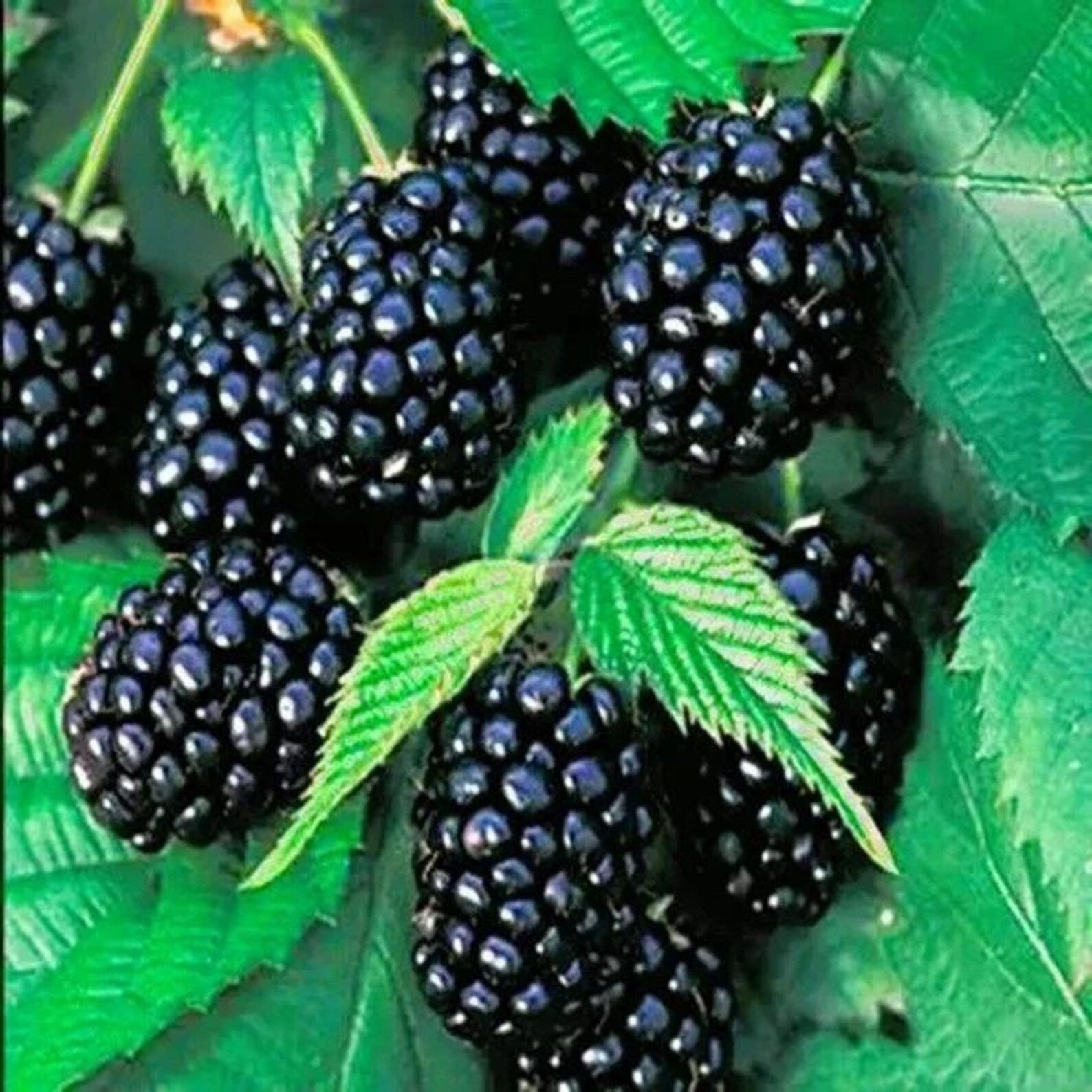 83 Pieces Heirloom Thornless Blackberry Seeds Premium High Yield Fast Growing Giant Fruit Seeds for Container Planting Home Outdoor Garden Planting Fresh Eating