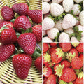 3 Varieties Organic Heirloom Strawberry Seeds Fast Growing Open Pollinated Delicious Fresh Eating Fruits Seeds for Home Gardening Outdoor Indoor Planting