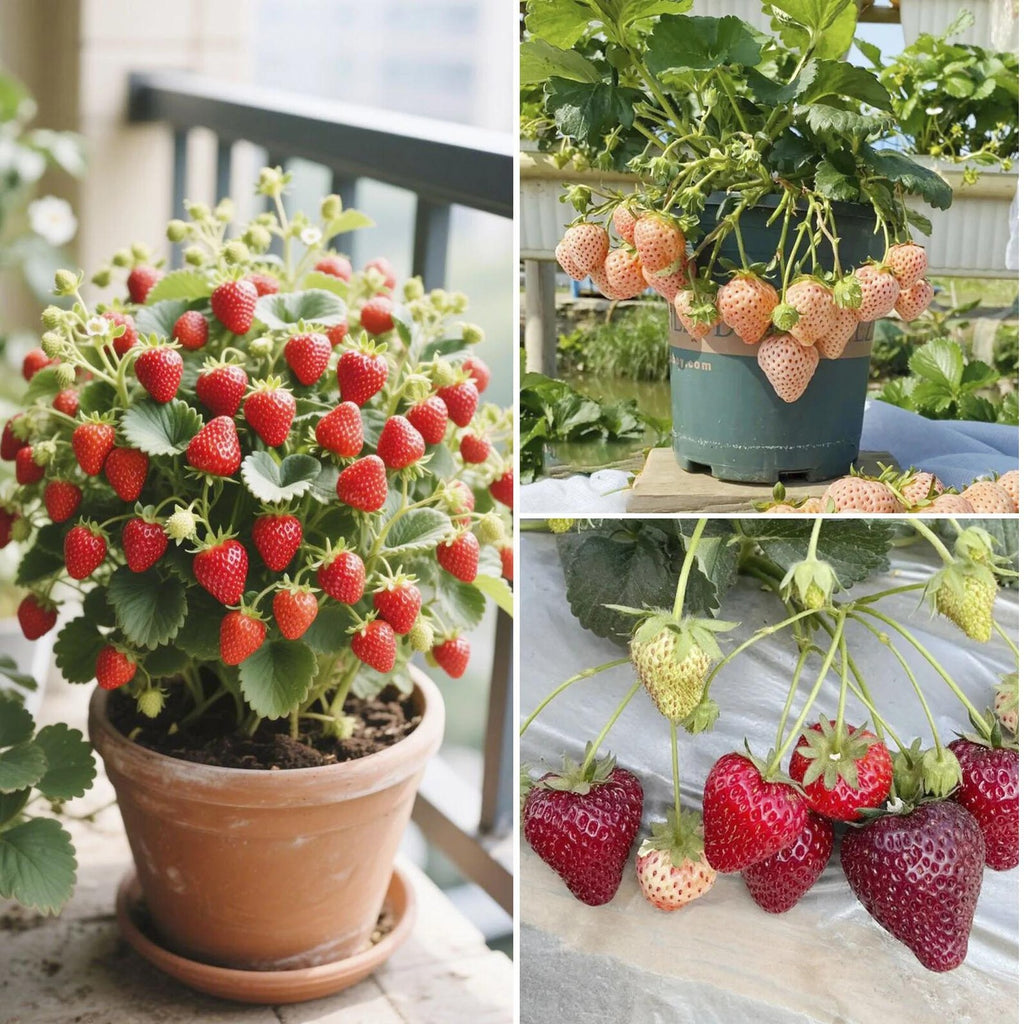 3 Varieties Organic Heirloom Strawberry Seeds Fast Growing Open Pollinated Delicious Fresh Eating Fruits Seeds for Home Gardening Outdoor Indoor Planting