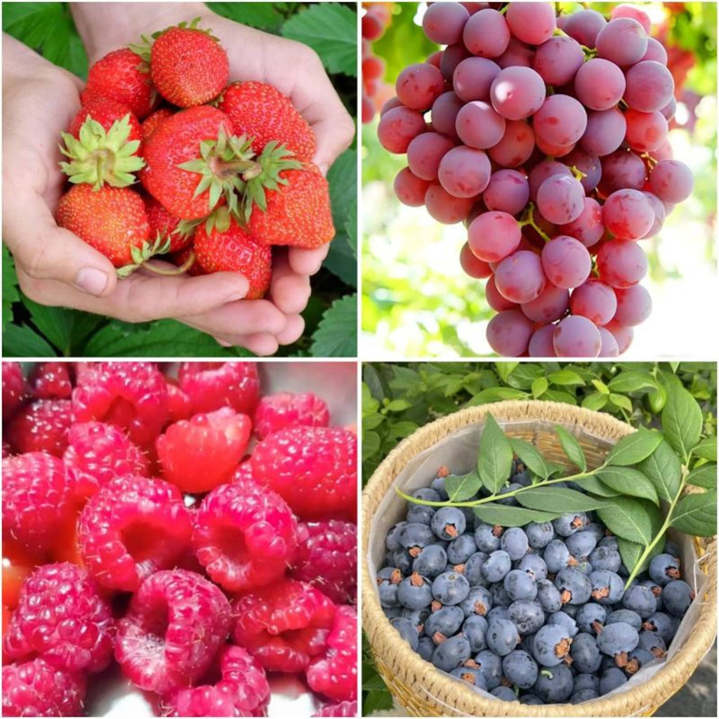 4 Varieties 1700pcs Heirloom High Yield Mixed Fruit Seeds 800 Strawberry 800 Raspberry 50 Blueberry 50 Grape Easy to Grow Sweet Juicy Fresh Eating for Home Garden
