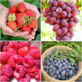 4 Varieties 1700pcs Heirloom High Yield Mixed Fruit Seeds 800 Strawberry 800 Raspberry 50 Blueberry 50 Grape Easy to Grow Sweet Juicy Fresh Eating for Home Garden