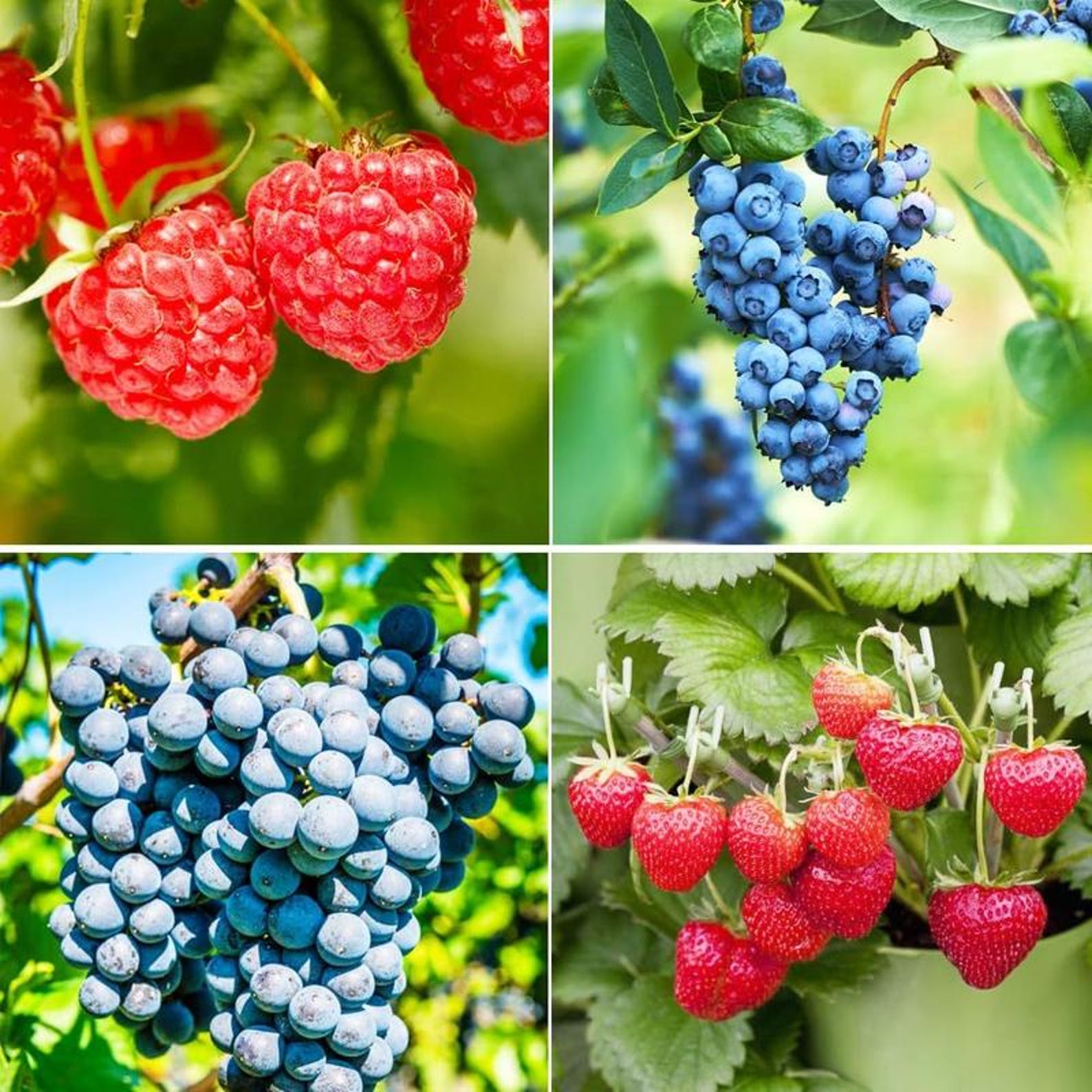 4 Varieties 1700pcs Heirloom High Yield Mixed Fruit Seeds 800 Strawberry 800 Raspberry 50 Blueberry 50 Grape Easy to Grow Sweet Juicy Fresh Eating for Home Garden