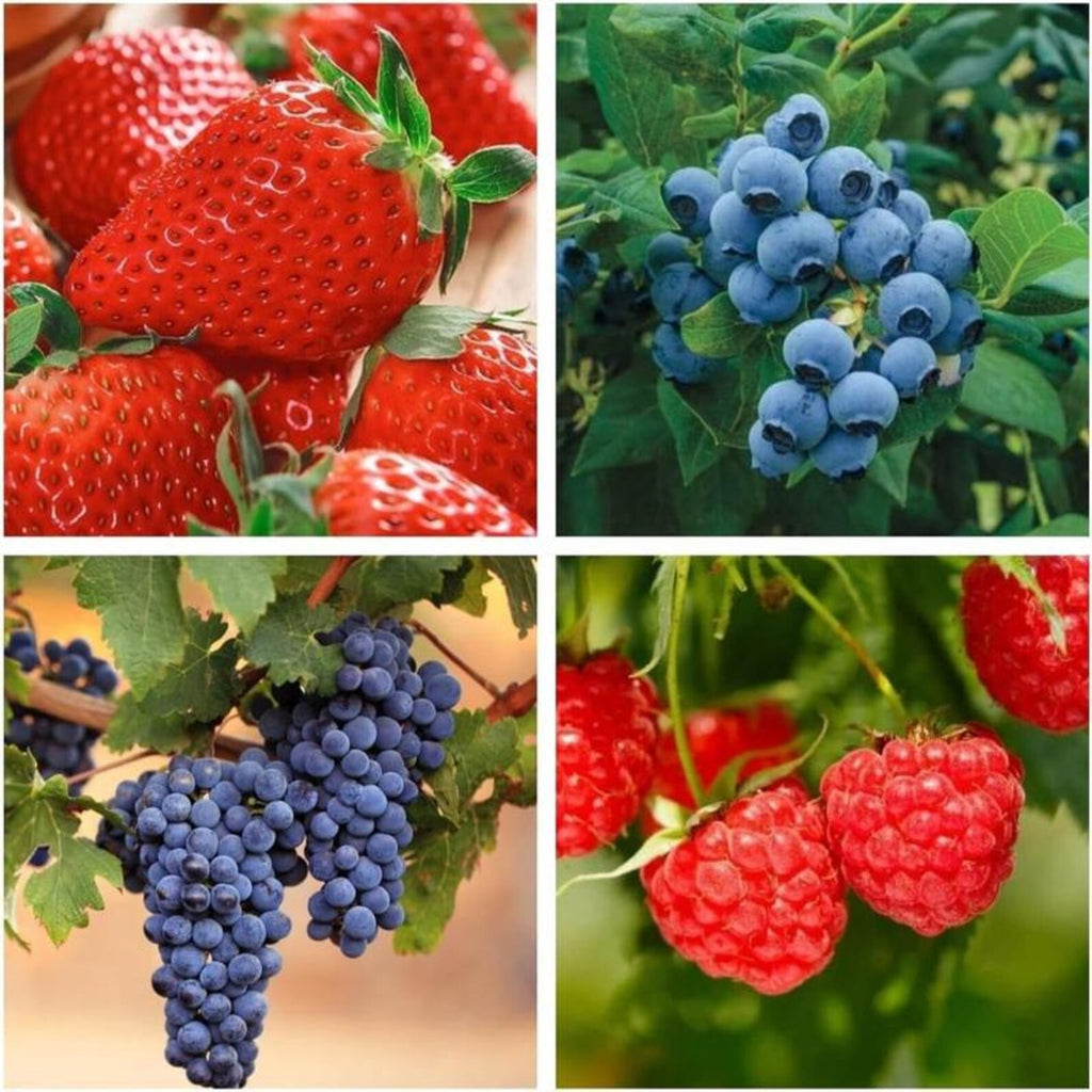 4 Varieties 1700pcs Heirloom High Yield Mixed Fruit Seeds 800 Strawberry 800 Raspberry 50 Blueberry 50 Grape Easy to Grow Sweet Juicy Fresh Eating for Home Garden