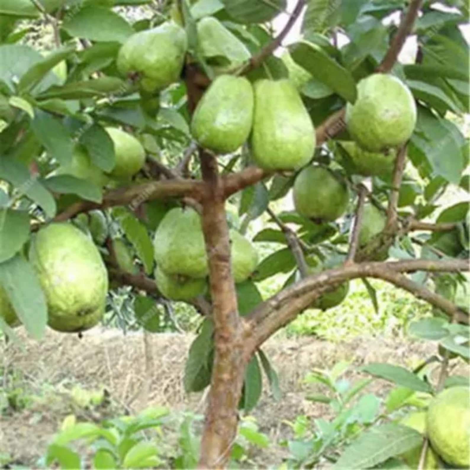69pcs Organic Dwarf Rare Guava Seeds Open-Pollinated High Yield Very Sweet Nano Guajava Adapted for US EU UK Climate Container Planting Easy to Grow